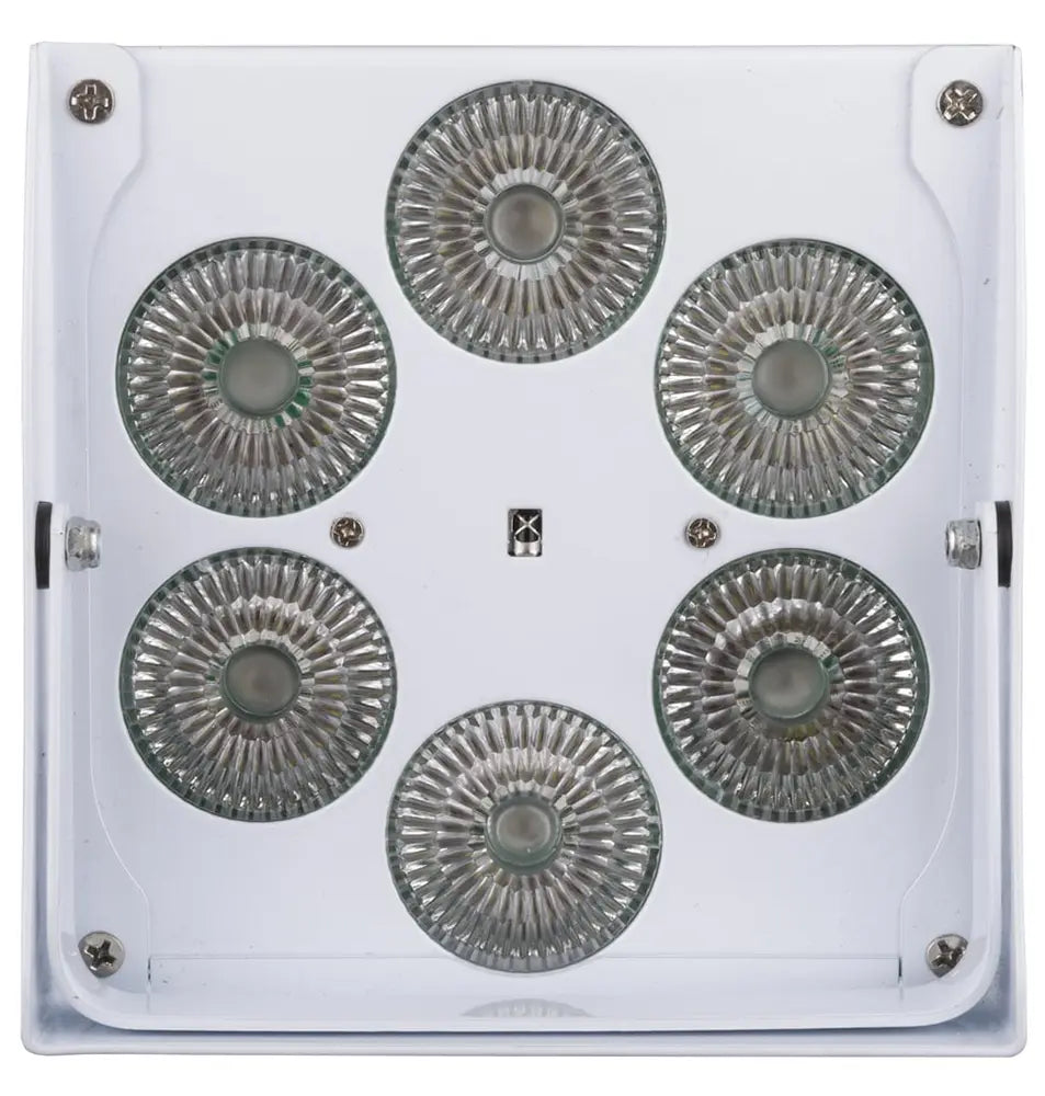 ACCU COLOR-WHITE